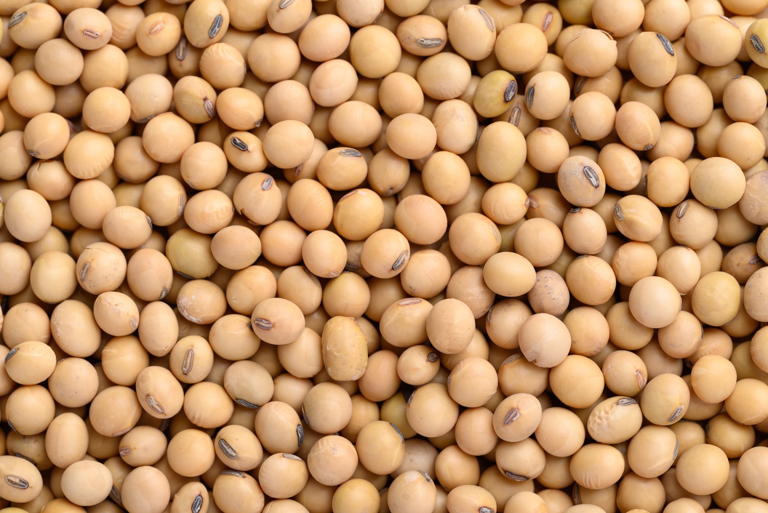 soybean seeds