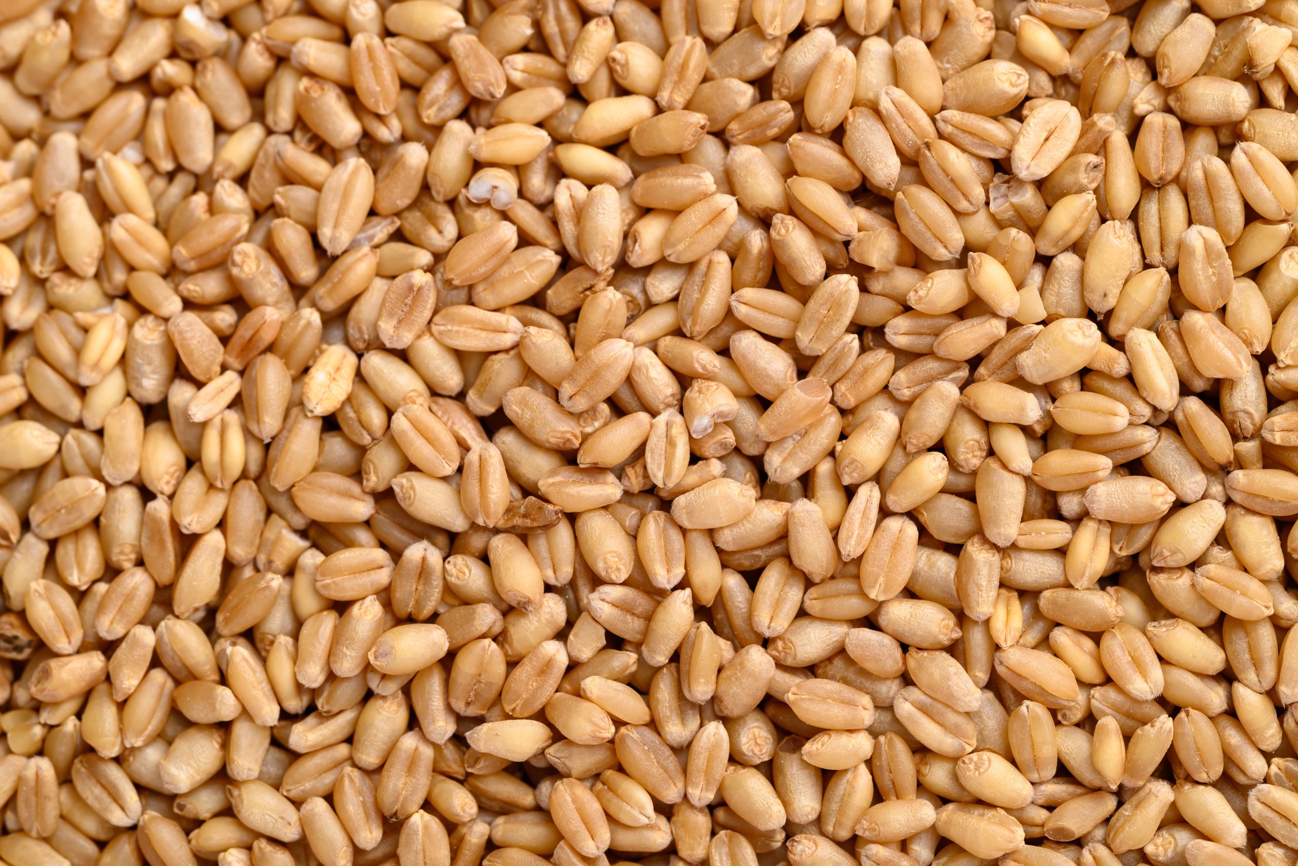 whole wheat grain texture background, food ingredient